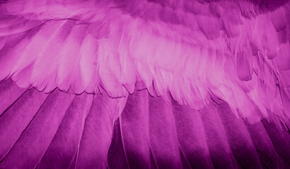 Violet feather pigeon macro photo. texture or background