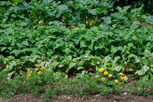 Marigold Plants Nestled Between Red Beet, Carrot, Green Bean, And Summer Squash Plants.  Marigolds Are Companion Plants And Deter Nematodes From Attacking Root Crops. 