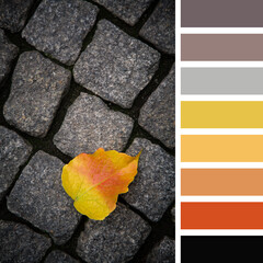 Autumn leaf on a cobblestone street, in a colour palette with complimentary colour swatches