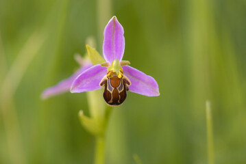 bee orchid (ophrys apifera) flowering in a meadow with one flower