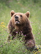 Portrait d'ours brun dans la végétation en fleurs