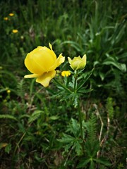 Wall Mural -  Yellow globeflower the mountains. Alpine flora.Trollius europaeus, the globeflower.