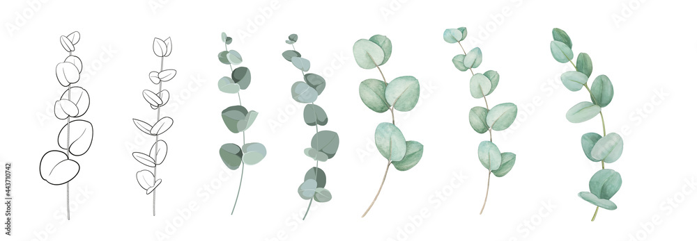 Set of differents eucalyptus branches on white background. Watercolor, line art, outline illustration. - obrazy, fototapety, plakaty 