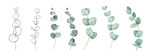 Fototapeta  - Set of differents eucalyptus branches on white background. Watercolor, line art, outline illustration.