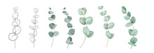Set Of Differents Eucalyptus Branches On White Background. Watercolor, Line Art, Outline Illustration.