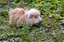 Closeup Of White And Beige Shaggy Guinea Pig Long Haired (Cavia Porcellus) 