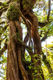 Fototapeta  - Rainforest near Mt. Taranaki in Egmont National Park, New Zealand