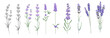 Set of differents lavender on white background. Watercolor, line art, outline illustration.