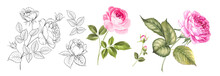 Set Of Differents Roses On White Background. Watercolor, Line Art, Outline Illustration.