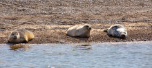 Three Seals On A Norfolk Beach By The Water