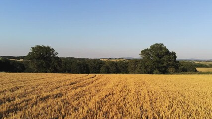 Poster - Champs de blé dans la Nièvre, vue aérienne, Bourgogne