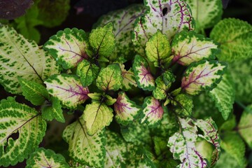 Poster - Close-up image of the ornamental foliage plants.