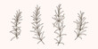 Set of rosemary branch. Vector contour detailed illustration.