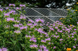 Bee balm with solar panels in the background illustrating sustainability by coexisting in a pollinator garden.  Bee balm or Monarda is a flowering plant in the mint family. 