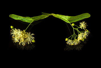 Two linden flowers on an isolated black background. Medicinal plants commonly make tea for colds