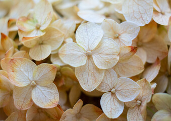 Wall Mural - Beige and pale orange hydrangea flowers close-up, elegant floral background