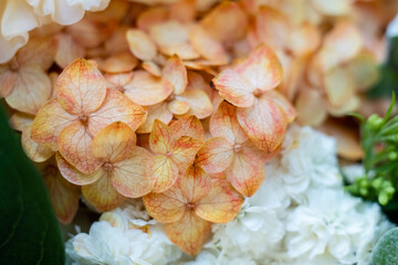 Wall Mural - Beige and pale orange hydrangea flowers close-up, elegant floral background