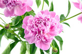 Fototapeta  - Bouquet of pink peony flowers isolated on white background
