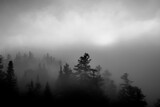 Fototapeta Na ścianę - Morning Trees on the Mountain in the Mist