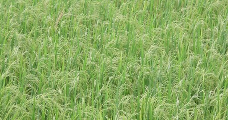 Wall Mural - The green ears of rice are growing and waiting to be harvested.