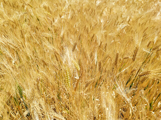 barley field under a sunny and cloudless sky.