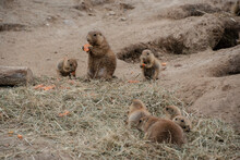 Black Tailed Prairie Dogs Eating Carots. Cynomys Ludovicianus. Ground Squirrels In A Zoo