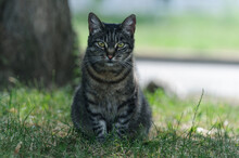 Tabby Bright Cat Sits On The Grass. Selective Focus With Blurred Background