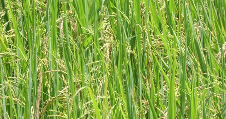 Wall Mural - The green ears of rice are growing and waiting to be harvested