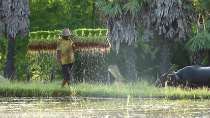 Wall Mural - Farmer and buffalo in rice field Thailand