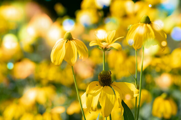 Wall Mural - rudbeckia flower in flower bed background