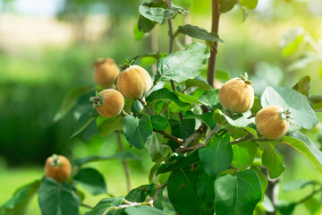 Quince fruits (Cydonia Oblonga) getting ripe with green blurred background and sunlight coming from the right