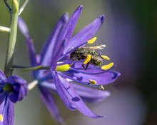 Mason Bee (Osmia) Covered In Pollen, Pollinating A Purple Camas Flower (Camassia Leichtlinii)