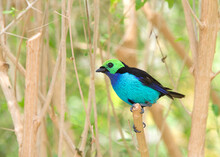 One Vibrant Paradise Tanager, A Brilliantly Multicolored, Medium-sized Songbird Perched On Barren Tree Branches. Profile View