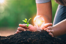 Energy Concept. Eco Power. Hand Protection Lightbulb With Small Tree Growing On Soil