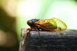Close up of a cicadas with red wings on the edge of a wooden bench