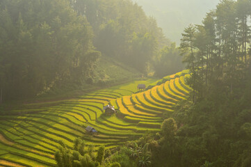 Wall Mural - Green Rice fields on terraced in Mu cang chai, Vietnam Rice field