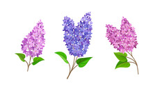 Lilac Or Syringa Flowers With Showy Aromatic Blossom On Stem Vector Set