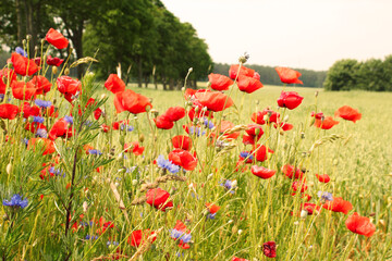 Wall Mural - Roter Mohn