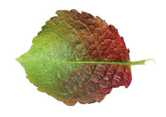 Wall Mural - red and green spring leaf is a aspen tree isolated