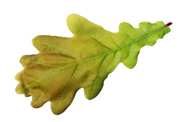 Wall Mural - green spring leaf is a oak tree isolated