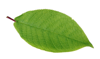 Wall Mural - green spring leaf of forest bush isolated