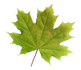 green spring leaf is a maple tree isolated