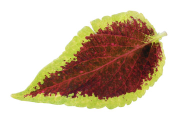 Wall Mural - green summer leaf is a hydrangea garden plant isolated