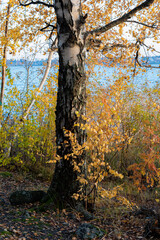 Wall Mural - Birch tree and foliage in autumn colors