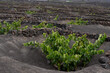 Typical vineyards in volcanic land of Lanzarote
