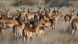 Fototapeta  - a large herd of impala ewes