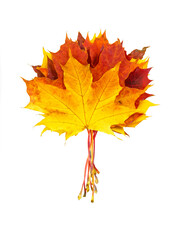 Poster - Creative composition on autumn theme - bouquet of natural maple leaves of yellow, orange, red, burgundy flowers isolated on white background.