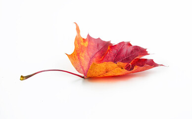 beautiful, bright colorful natural autumn dry curved maple leaf in orange, red, burgundy tones on wh