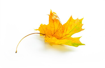 Wall Mural - Beautiful autumn natural dry swirling maple leaf in yellow orange green tones on white background.