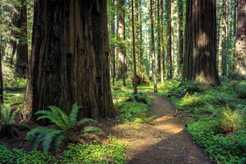 Fototapeta path in the founders redwood grove, humbolt redwoods state park, california